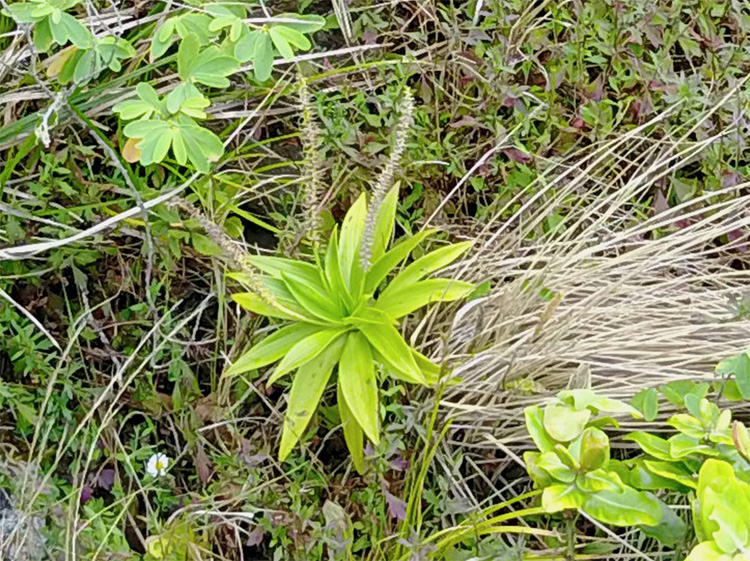 Drones vinden met uitsterven bedreigde planten op Hawaii